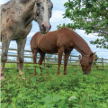 Identifier les plantes toxiques pour les chevaux