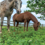 Identifier  les plantes toxiques pour les chevaux