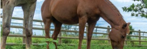 Identifier les plantes toxiques pour les chevaux