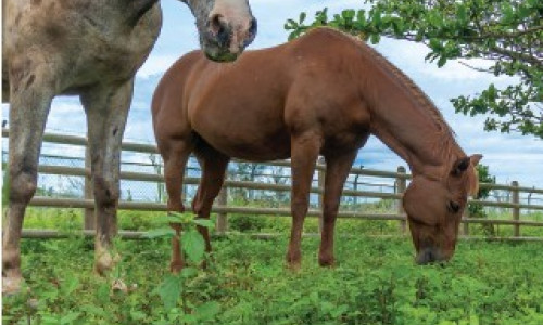 Identifier  les plantes toxiques pour les chevaux