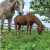 Identifier  les plantes toxiques pour les chevaux