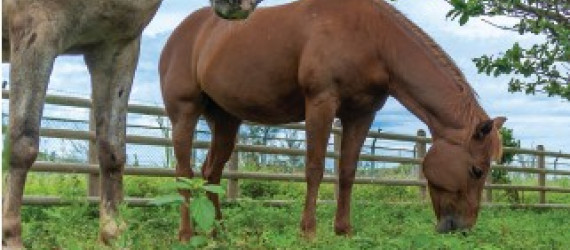 Identifier  les plantes toxiques pour les chevaux