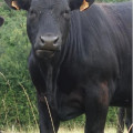 Produire des jeunes bœufs croisés Limousin-Angus en agriculture biologique : un modèle prometteur à valoriser