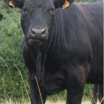 Produire des jeunes bœufs croisés  Limousin-Angus  en agriculture  biologique :  un modèle prometteur à valoriser
