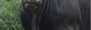 Produire des jeunes bœufs croisés Limousin-Angus en agriculture biologique : un modèle prometteur à valoriser