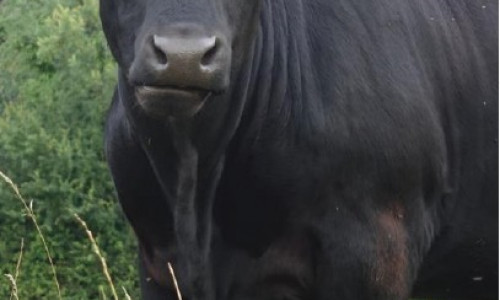 Produire des jeunes bœufs croisés  Limousin-Angus  en agriculture  biologique :  un modèle prometteur à valoriser