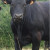 Produire des jeunes bœufs croisés  Limousin-Angus  en agriculture  biologique :  un modèle prometteur à valoriser