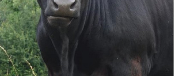 Produire des jeunes bœufs croisés  Limousin-Angus  en agriculture  biologique :  un modèle prometteur à valoriser