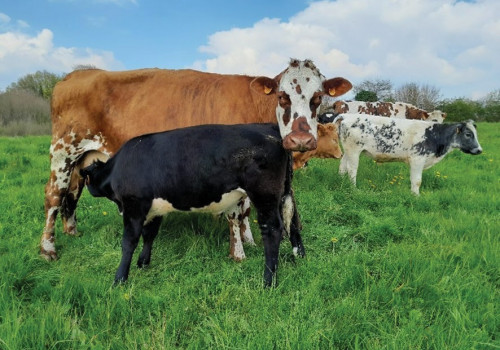 Veaux allaités par une vache nourrice, dans l’élevage bio de Germain Gougeon, en Mayenne Crédit : CIVAM Bio 53 - Veaux allaités par une vache nourrice, dans l’élevage bio de Germain Gougeon, en Mayenne Crédit : CIVAM Bio 53 -