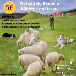 Concours de chien de troupeau sur brebis (64)