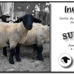 Sortie de station de contrôle individuel des béliers Suffolk (02)