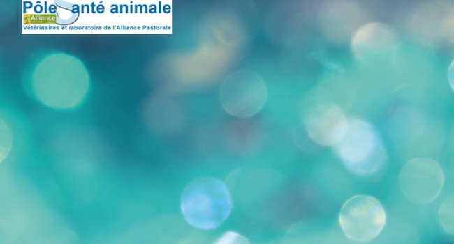 Activité parasitaire soutenue  en ce début d’été