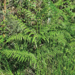 Intoxication  par la fougère aigle  Pteridium aquilinum (L.) Kuhn