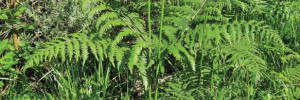 Intoxication par la fougère aigle Pteridium aquilinum (L.) Kuhn