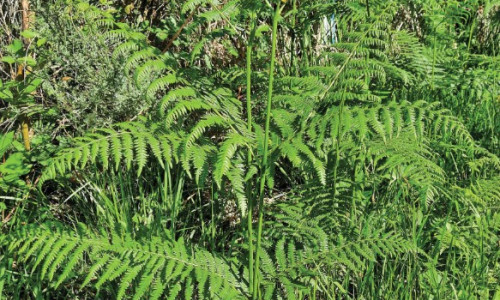 Intoxication  par la fougère aigle  Pteridium aquilinum (L.) Kuhn