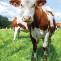 Changement climatique et qualité des fromages : le rôle central de l’alimentation à l’herbe