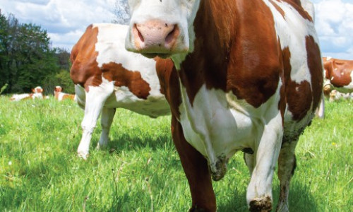 Changement  climatique et qualité des fromages :  le rôle central  de l’alimentation  à l’herbe