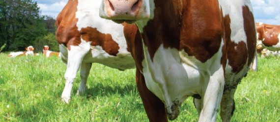 Changement  climatique et qualité des fromages :  le rôle central  de l’alimentation  à l’herbe