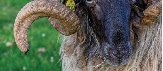 Cornes sous contrôle :  un nouveau critère  de sélection en  Manech Tête Noire ?