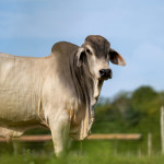 La race bovine brahman égérie du SIA 2026