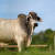La race bovine brahman égérie du SIA 2026