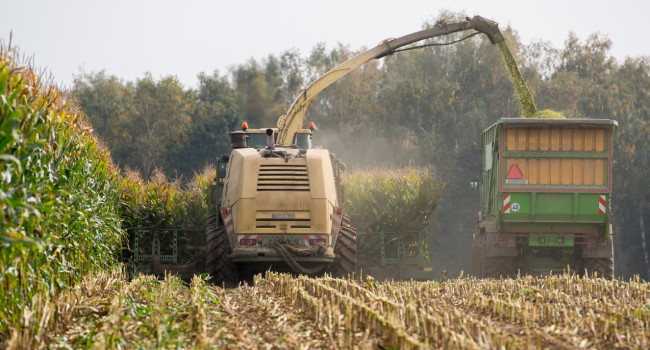 Le climat frais et pluvieux des dernières semaines retarde un peu le début des chantiers de récolte