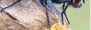 Gestion des myiases cutanées des ovins