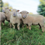 Le Southdown  français fête ses 170 ans en 2025