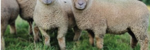 Le Southdown français fête ses 170 ans en 2025