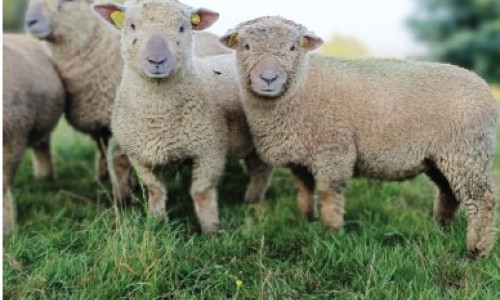 Le Southdown  français fête ses 170 ans en 2025