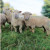 Le Southdown  français fête ses 170 ans en 2025