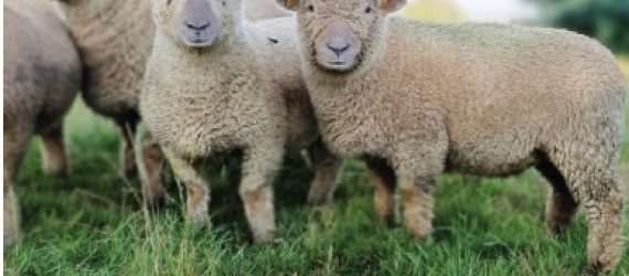 Le Southdown  français fête ses 170 ans en 2025