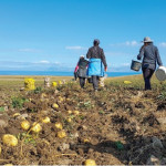 Secteur agricole : L’exonération de cotisations patronales « Travailleurs Occasionnels – Demandeurs d’emploi » est prorogée et renforcée