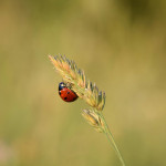 Concours Graines d’Agriculteurs 2025 : votez pour votre jeune agriculteur préféré !