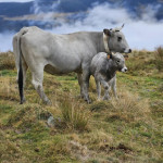 Élevages durable / Filières locales - Le Groupe Gasconne  des Pyrénées,  acteur d’une filière locale et durable