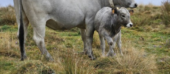 Élevages durable / Filières locales - Le Groupe Gasconne  des Pyrénées,  acteur d’une filière locale et durable