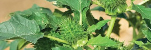 Gérer le datura à l’automne