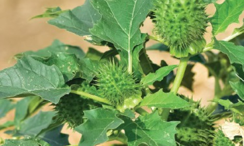 Gérer le datura  à l’automne