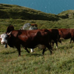 Abondance : la filière AOP menacée par la raréfaction de sa vache emblématique