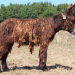 Vente d’automne Races mulassières du Poitou (85)