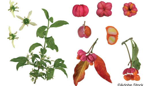 Intoxication par le Fusain d’Europe (Euonymus europaeus L.)