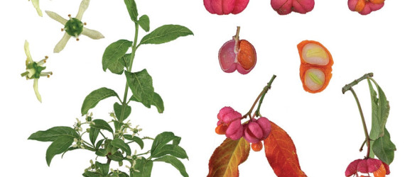 Intoxication par le Fusain d’Europe (Euonymus europaeus L.)