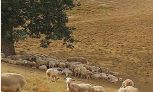 Effet  du changement  climatique sur le parasitisme en ovin