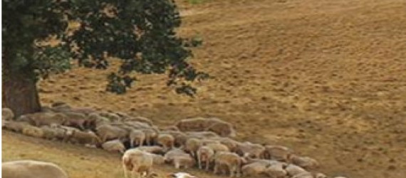 Effet  du changement  climatique sur le parasitisme en ovin