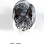 Chien de travail  et période hivernale