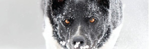 Chien de travail  et période hivernale