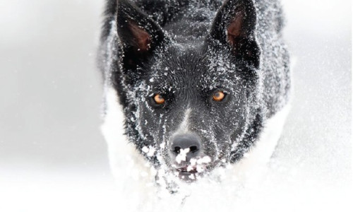 Chien de travail  et période hivernale