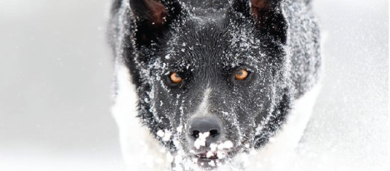 Chien de travail  et période hivernale