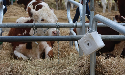 Intérêts du sel pur  en élevage