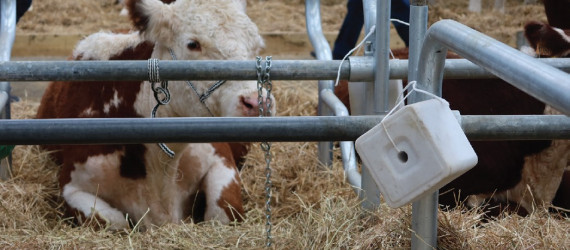 Intérêts du sel pur  en élevage